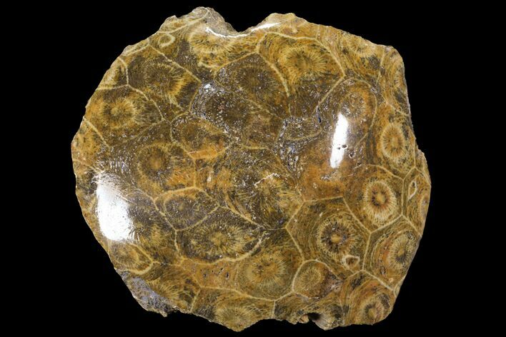 Polished Fossil Coral (Actinocyathus) - Morocco #100585